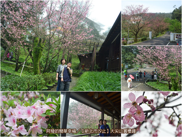 大尖山賞櫻all