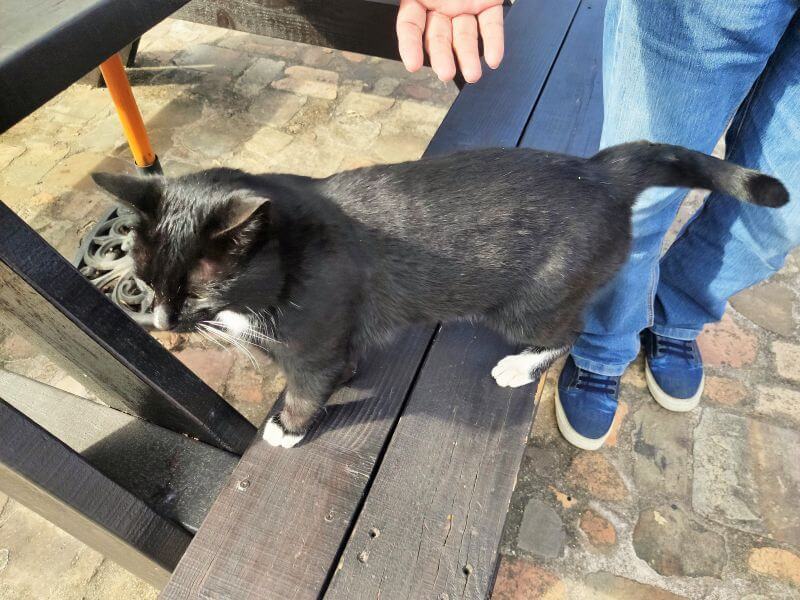 新社莊園古堡 黑貓