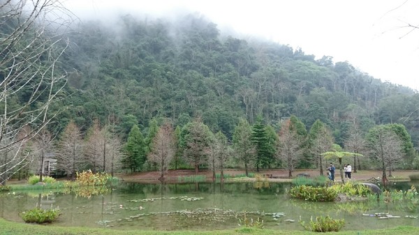 苗栗南庄雲水度假森林：苗栗南庄~雲水度假森林~落羽松祕境~世外桃源般美景~放鬆身心享受大自然的洗滌吧~