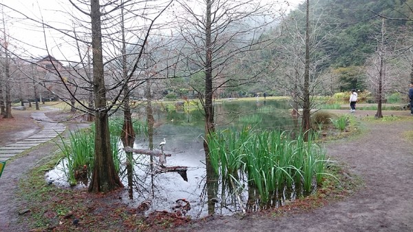 苗栗南庄雲水度假森林：苗栗南庄~雲水度假森林~落羽松祕境~世外桃源般美景~放鬆身心享受大自然的洗滌吧~