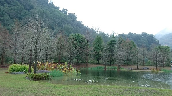 苗栗南庄雲水度假森林：苗栗南庄~雲水度假森林~落羽松祕境~世外桃源般美景~放鬆身心享受大自然的洗滌吧~