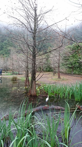 苗栗南庄雲水度假森林：苗栗南庄~雲水度假森林~落羽松祕境~世外桃源般美景~放鬆身心享受大自然的洗滌吧~