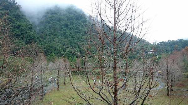 苗栗南庄雲水度假森林：苗栗南庄~雲水度假森林~落羽松祕境~世外桃源般美景~放鬆身心享受大自然的洗滌吧~