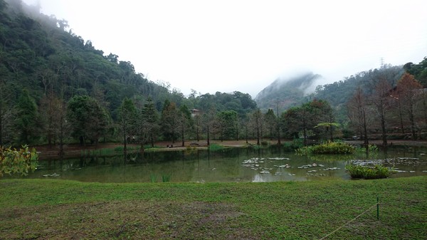 苗栗南庄雲水度假森林：苗栗南庄~雲水度假森林~落羽松祕境~世外桃源般美景~放鬆身心享受大自然的洗滌吧~