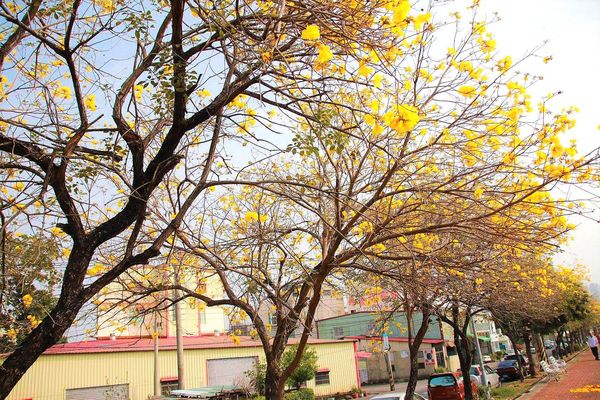 嘉義軍輝橋黃風鈴花: 【嘉義景點】八掌溪畔軍輝橋堤防黃風鈴花~浪漫的金黃色大道