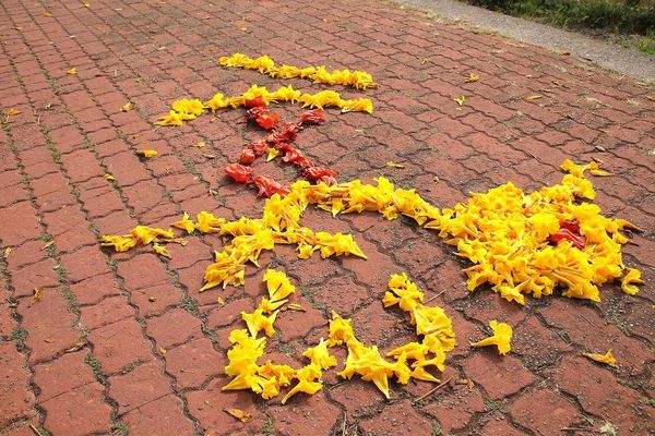 嘉義軍輝橋黃風鈴花: 【嘉義景點】八掌溪畔軍輝橋堤防黃風鈴花~浪漫的金黃色大道