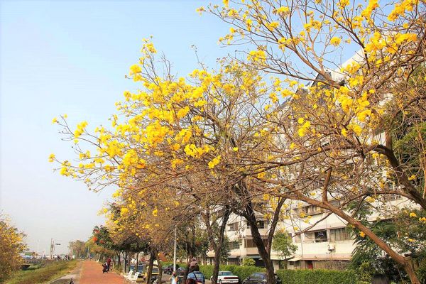 嘉義軍輝橋黃風鈴花: 【嘉義景點】八掌溪畔軍輝橋堤防黃風鈴花~浪漫的金黃色大道