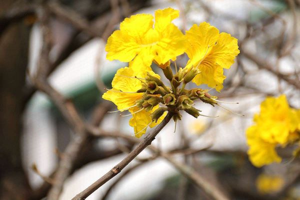 嘉義軍輝橋黃風鈴花: 【嘉義景點】八掌溪畔軍輝橋堤防黃風鈴花~浪漫的金黃色大道