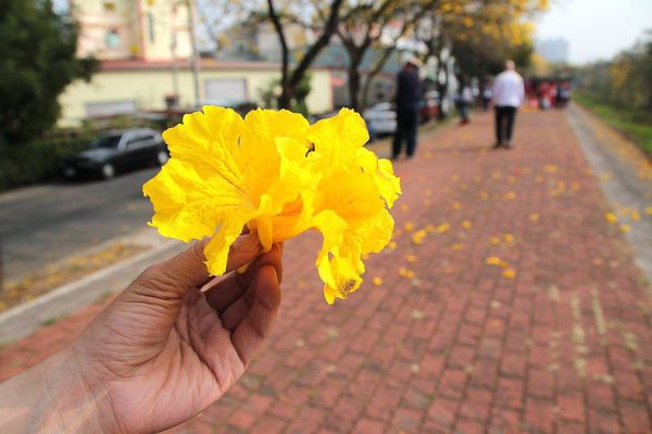 嘉義軍輝橋黃風鈴花: 【嘉義景點】八掌溪畔軍輝橋堤防黃風鈴花~浪漫的金黃色大道
