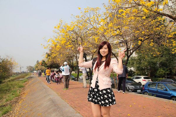 嘉義軍輝橋黃風鈴花: 【嘉義景點】八掌溪畔軍輝橋堤防黃風鈴花~浪漫的金黃色大道