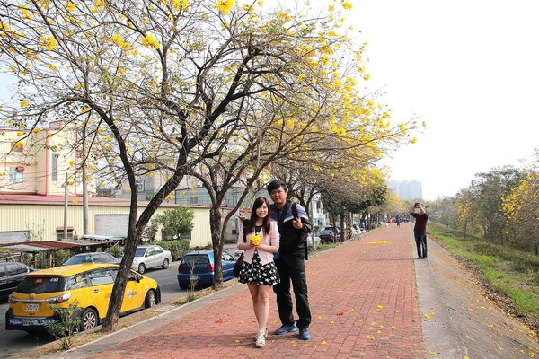 嘉義軍輝橋黃風鈴花: 【嘉義景點】八掌溪畔軍輝橋堤防黃風鈴花~浪漫的金黃色大道