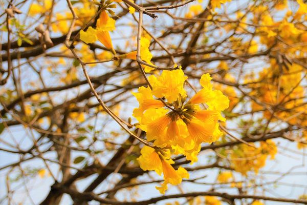 嘉義軍輝橋黃風鈴花: 【嘉義景點】八掌溪畔軍輝橋堤防黃風鈴花~浪漫的金黃色大道