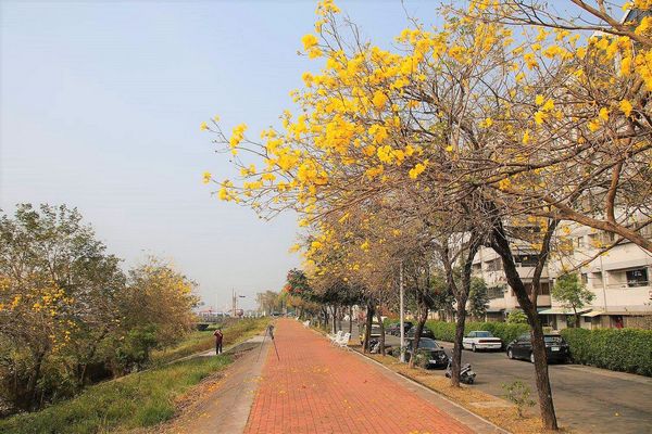 嘉義軍輝橋黃風鈴花: 【嘉義景點】八掌溪畔軍輝橋堤防黃風鈴花~浪漫的金黃色大道
