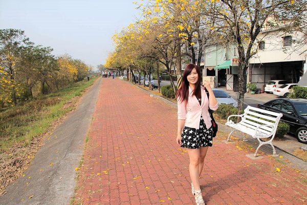 嘉義軍輝橋黃風鈴花: 【嘉義景點】八掌溪畔軍輝橋堤防黃風鈴花~浪漫的金黃色大道