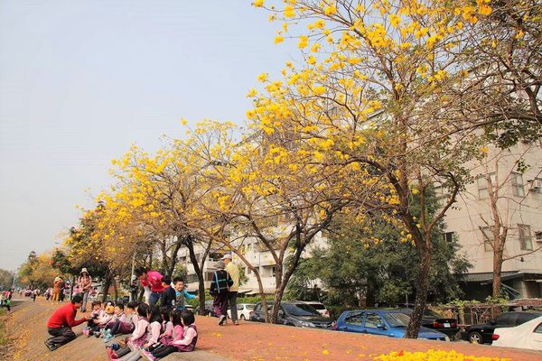 嘉義軍輝橋黃風鈴花: 【嘉義景點】八掌溪畔軍輝橋堤防黃風鈴花~浪漫的金黃色大道