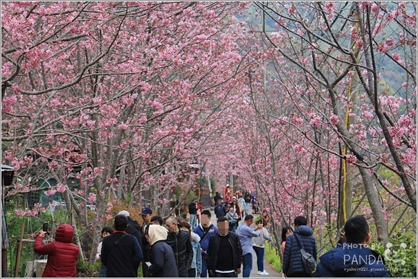 中巴陵櫻木花道 (6) 中巴陵櫻木花道 (6)