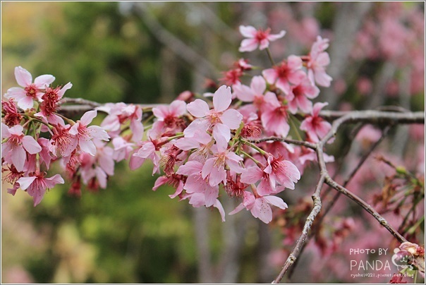 中巴陵櫻木花道 (8) 中巴陵櫻木花道 (8)