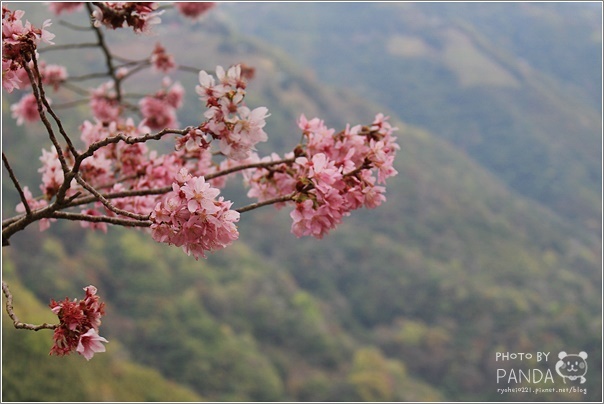中巴陵櫻木花道 (5) 中巴陵櫻木花道 (5)