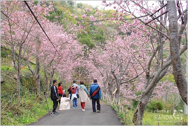 中巴陵櫻木花道 (7) 中巴陵櫻木花道 (7)