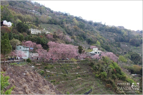 中巴陵櫻木花道 (4) 中巴陵櫻木花道 (4)