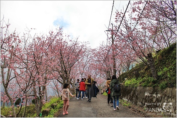 中巴陵櫻木花道 (9) 中巴陵櫻木花道 (9)