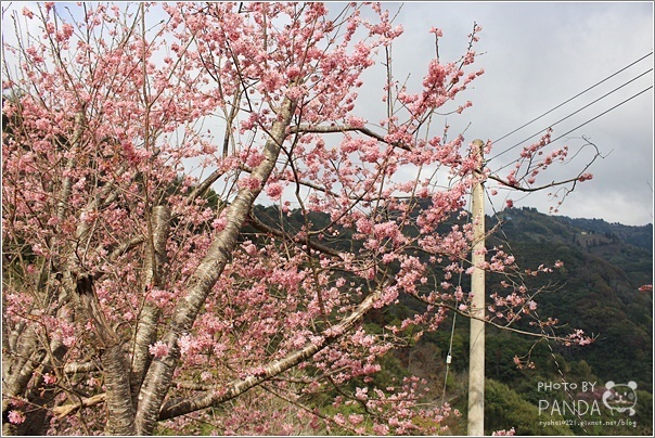 中巴陵櫻木花道 (10) 中巴陵櫻木花道 (10)