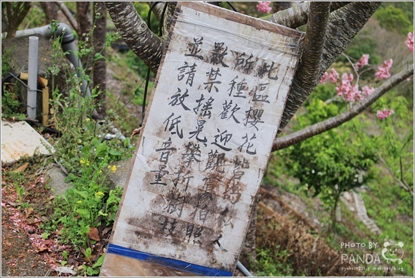 中巴陵櫻木花道 (15) 中巴陵櫻木花道 (15)