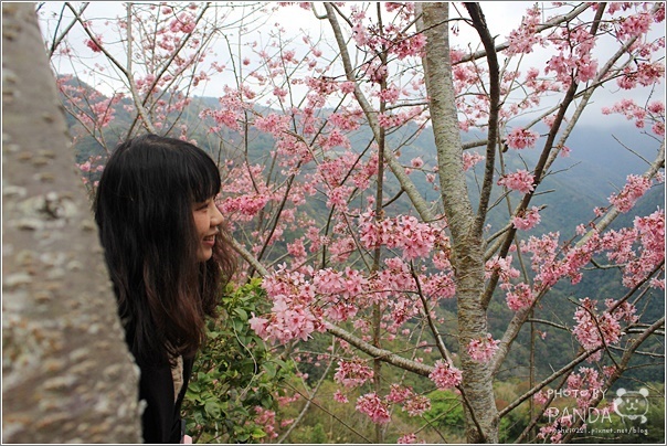 中巴陵櫻木花道 (13) 中巴陵櫻木花道 (13)