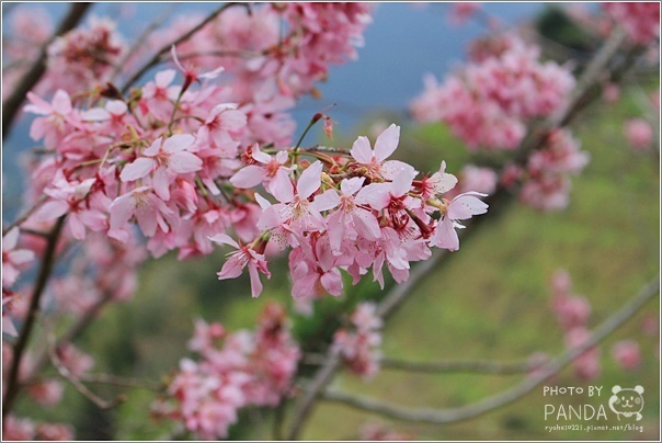 中巴陵櫻木花道 (14) 中巴陵櫻木花道 (14)