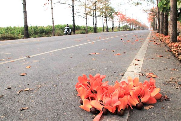 木棉花道： 【台南景點】將軍漚汪木棉花道，火辣辣的火紅時刻，來感受陷入紅色花海的浪漫景色，享受眼前最棒的微醺美景吧