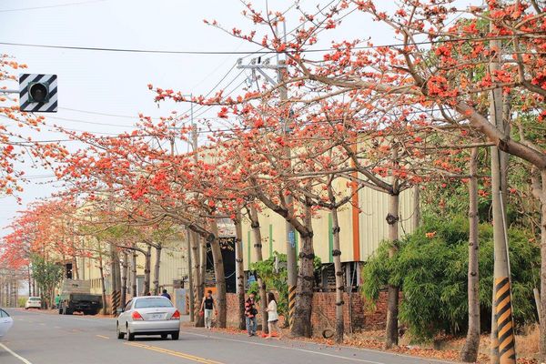木棉花道： 【台南景點】將軍漚汪木棉花道，火辣辣的火紅時刻，來感受陷入紅色花海的浪漫景色，享受眼前最棒的微醺美景吧
