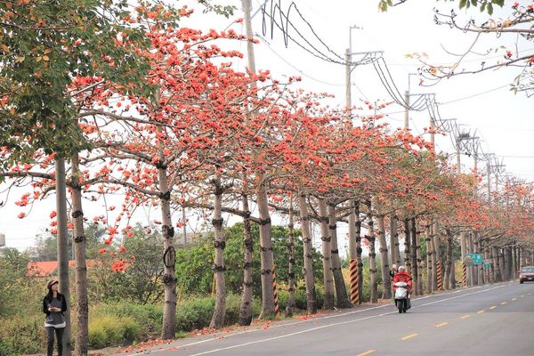 木棉花道： 【台南景點】將軍漚汪木棉花道，火辣辣的火紅時刻，來感受陷入紅色花海的浪漫景色，享受眼前最棒的微醺美景吧