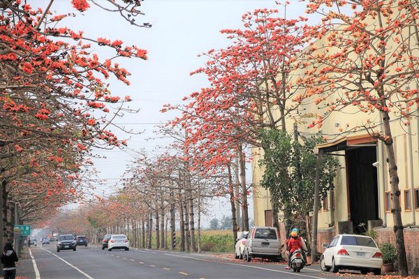 木棉花道： 【台南景點】將軍漚汪木棉花道，火辣辣的火紅時刻，來感受陷入紅色花海的浪漫景色，享受眼前最棒的微醺美景吧