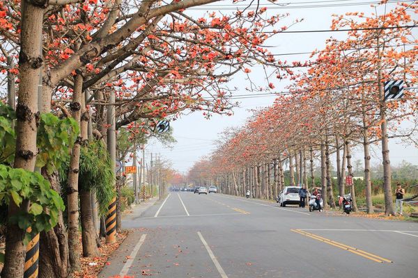 木棉花道： 【台南景點】將軍漚汪木棉花道，火辣辣的火紅時刻，來感受陷入紅色花海的浪漫景色，享受眼前最棒的微醺美景吧
