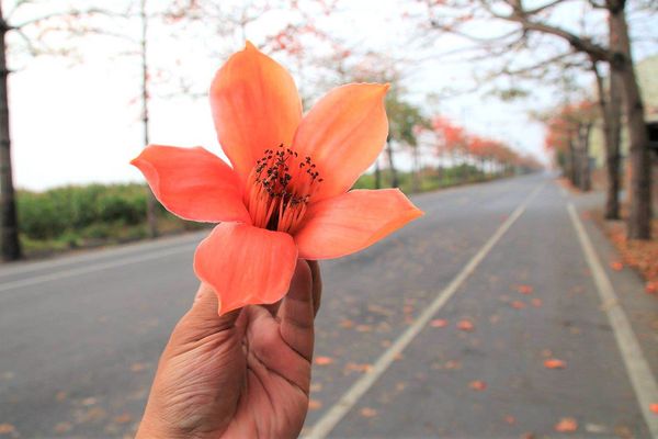 木棉花道： 【台南景點】將軍漚汪木棉花道，火辣辣的火紅時刻，來感受陷入紅色花海的浪漫景色，享受眼前最棒的微醺美景吧