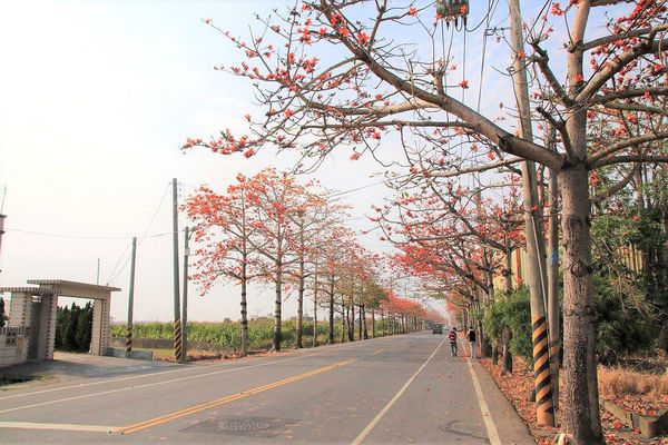 木棉花道： 【台南景點】將軍漚汪木棉花道，火辣辣的火紅時刻，來感受陷入紅色花海的浪漫景色，享受眼前最棒的微醺美景吧