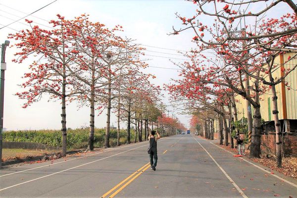 木棉花道： 【台南景點】將軍漚汪木棉花道，火辣辣的火紅時刻，來感受陷入紅色花海的浪漫景色，享受眼前最棒的微醺美景吧