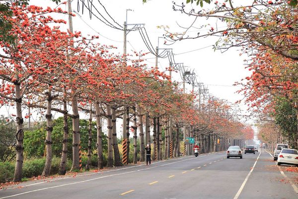 木棉花道： 【台南景點】將軍漚汪木棉花道，火辣辣的火紅時刻，來感受陷入紅色花海的浪漫景色，享受眼前最棒的微醺美景吧
