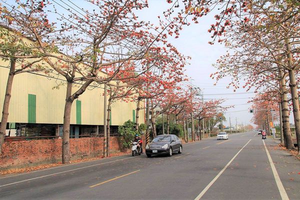 木棉花道： 【台南景點】將軍漚汪木棉花道，火辣辣的火紅時刻，來感受陷入紅色花海的浪漫景色，享受眼前最棒的微醺美景吧