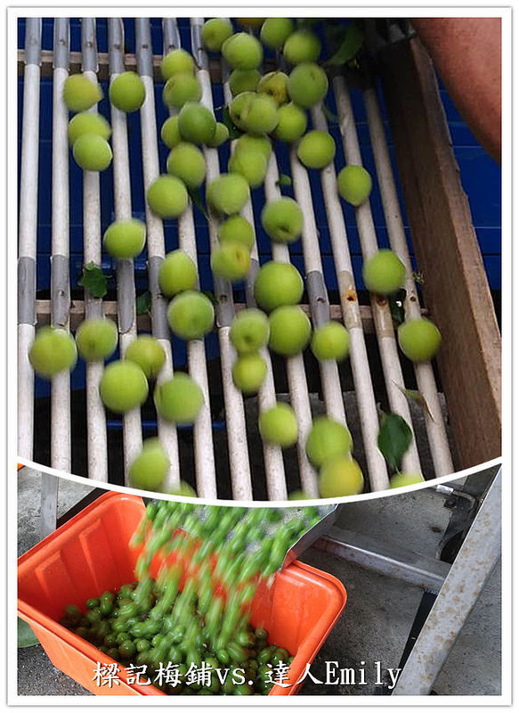 17425139_1487777174568347_5900174702562185704_n_副本