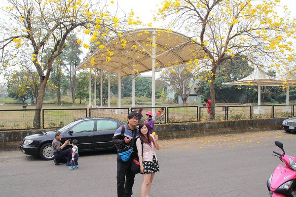 嘉義中埔農會黃風鈴花:【嘉義景點】中埔農會和美辦事處黃風鈴花~季節限定的黃金地毯,黃色花朵隨風搖曳而灑落,旅人輕輕地漫步在黃風鈴樹下,盡情享受這最浪漫的黃金雨