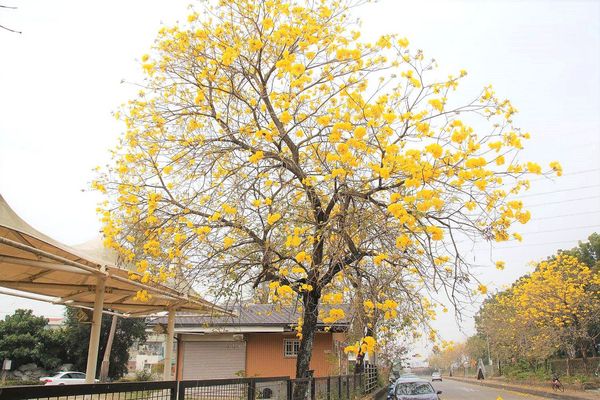 嘉義中埔農會黃風鈴花:【嘉義景點】中埔農會和美辦事處黃風鈴花~季節限定的黃金地毯,黃色花朵隨風搖曳而灑落,旅人輕輕地漫步在黃風鈴樹下,盡情享受這最浪漫的黃金雨