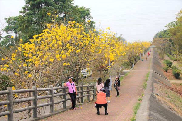 嘉義中埔農會黃風鈴花:【嘉義景點】中埔農會和美辦事處黃風鈴花~季節限定的黃金地毯,黃色花朵隨風搖曳而灑落,旅人輕輕地漫步在黃風鈴樹下,盡情享受這最浪漫的黃金雨
