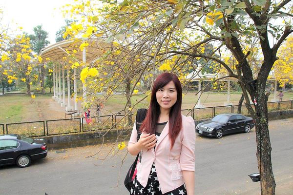 嘉義中埔農會黃風鈴花:【嘉義景點】中埔農會和美辦事處黃風鈴花~季節限定的黃金地毯,黃色花朵隨風搖曳而灑落,旅人輕輕地漫步在黃風鈴樹下,盡情享受這最浪漫的黃金雨