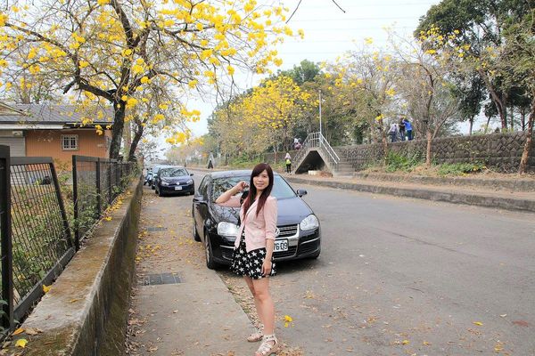 嘉義中埔農會黃風鈴花:【嘉義景點】中埔農會和美辦事處黃風鈴花~季節限定的黃金地毯,黃色花朵隨風搖曳而灑落,旅人輕輕地漫步在黃風鈴樹下,盡情享受這最浪漫的黃金雨