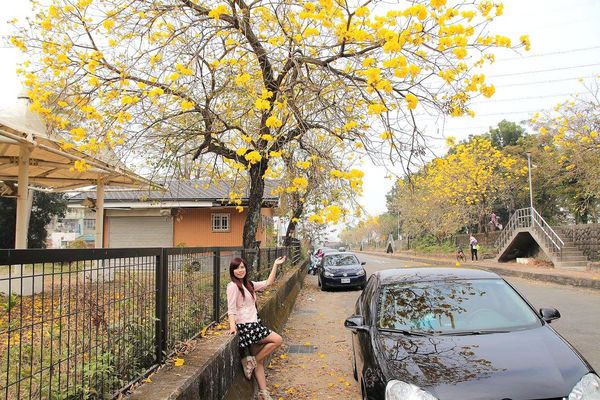 嘉義中埔農會黃風鈴花:【嘉義景點】中埔農會和美辦事處黃風鈴花~季節限定的黃金地毯,黃色花朵隨風搖曳而灑落,旅人輕輕地漫步在黃風鈴樹下,盡情享受這最浪漫的黃金雨