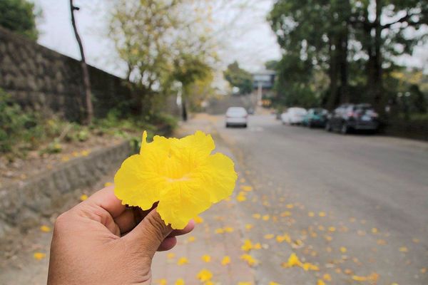 嘉義中埔農會黃風鈴花:【嘉義景點】中埔農會和美辦事處黃風鈴花~季節限定的黃金地毯,黃色花朵隨風搖曳而灑落,旅人輕輕地漫步在黃風鈴樹下,盡情享受這最浪漫的黃金雨