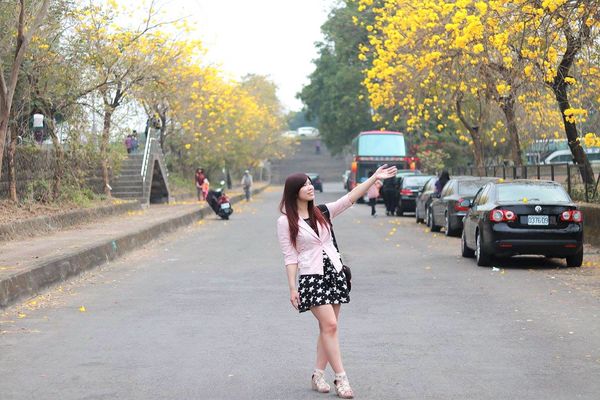 嘉義中埔農會黃風鈴花:【嘉義景點】中埔農會和美辦事處黃風鈴花~季節限定的黃金地毯,黃色花朵隨風搖曳而灑落,旅人輕輕地漫步在黃風鈴樹下,盡情享受這最浪漫的黃金雨