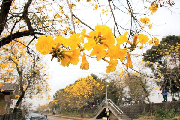 嘉義中埔農會黃風鈴花:【嘉義景點】中埔農會和美辦事處黃風鈴花~季節限定的黃金地毯,黃色花朵隨風搖曳而灑落,旅人輕輕地漫步在黃風鈴樹下,盡情享受這最浪漫的黃金雨