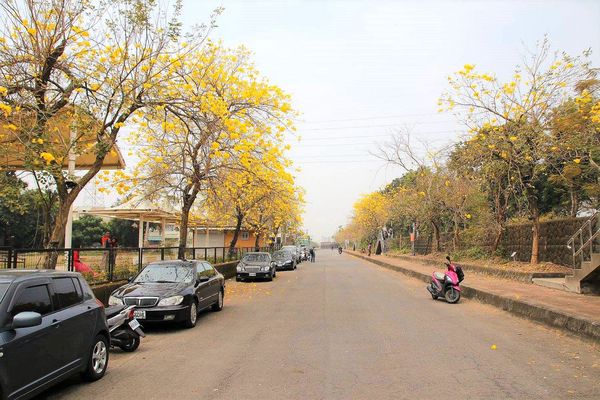 嘉義中埔農會黃風鈴花:【嘉義景點】中埔農會和美辦事處黃風鈴花~季節限定的黃金地毯,黃色花朵隨風搖曳而灑落,旅人輕輕地漫步在黃風鈴樹下,盡情享受這最浪漫的黃金雨